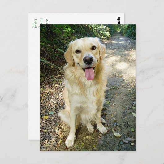 Golden Retriever Puppy Dog Blank Briefkaart (Voorkant / Achterkant)