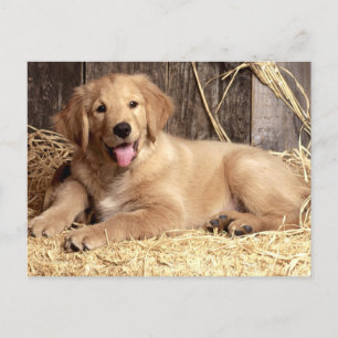 Golden Retriever Puppy Dog Blank Briefkaart