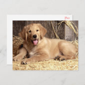Golden Retriever Puppy Dog Blank Briefkaart (Voorkant / Achterkant)
