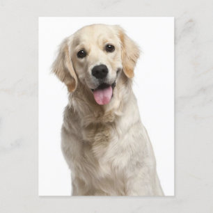 Golden Retriever Puppy Dog Blank Briefkaart