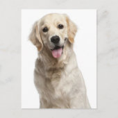 Golden Retriever Puppy Dog Blank Briefkaart (Voorkant)