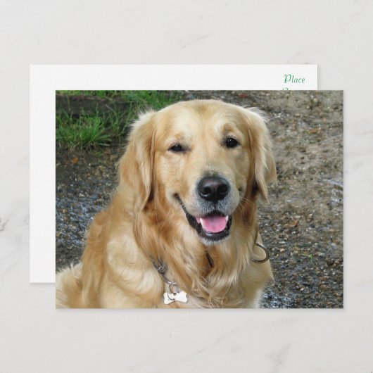 Golden Retriever Puppy Dog Blank Briefkaart (Voorkant / Achterkant)