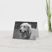Golden Retriever Puppy Dog Blank Kaart (Voorkant)