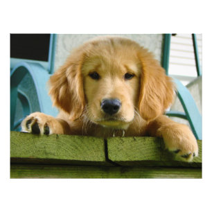 Golden Retriever Puppy Dog Canis Lupus Familiaris Foto Afdruk