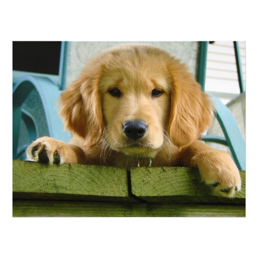 Golden Retriever Puppy Dog Canis Lupus Familiaris Foto Afdruk (Voorkant)