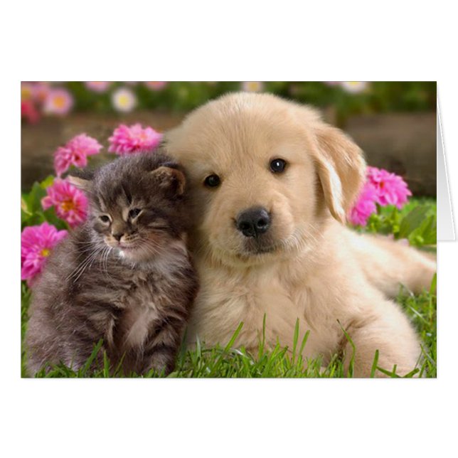 Golden Retriever Puppy Dog en Kitten Blank (Voorkant Horizontaal)