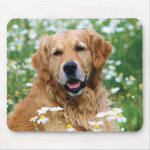 Golden Retriever Puppy Dog Muismat