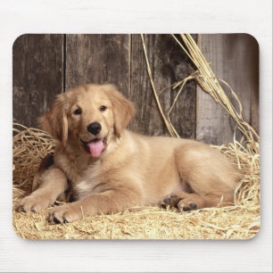 Golden Retriever Puppy Dog Rustic Barn Muismat