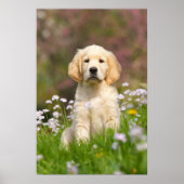 Golden Retriever puppy een schattige Goldie Poster (Voorkant)