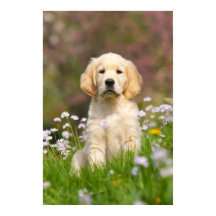 Golden Retriever puppy een schattige Goldie