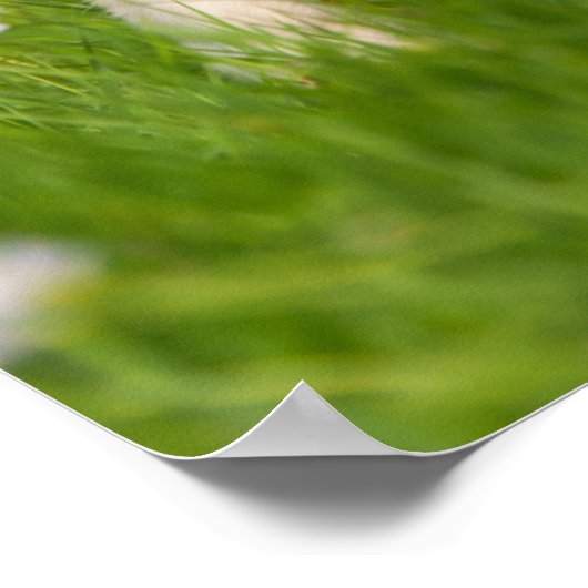 Golden Retriever puppy een schattige Goldie Poster (Hoek)