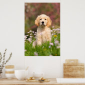 Golden Retriever puppy een schattige Goldie Poster (Keuken)