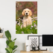 Golden Retriever puppy een schattige Goldie Poster (Thuiskantoor)