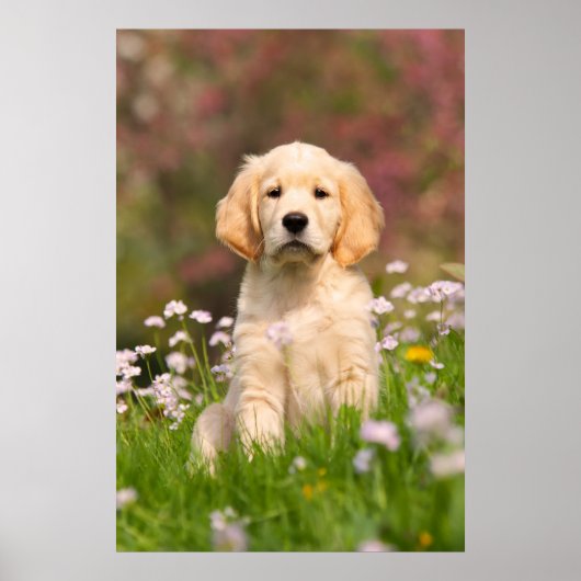Golden Retriever puppy een schattige Goldie Poster (Voorkant)