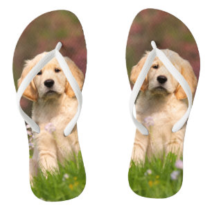 Golden Retriever puppy een schattige Goldie Teenslippers