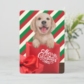 Golden Retriever Puppy Gift Box Red Green Stripe Feestdagenkaart (Staand voorkant)