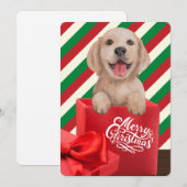 Golden Retriever Puppy Gift Box Red Green Stripe Feestdagenkaart (Voorkant / Achterkant)