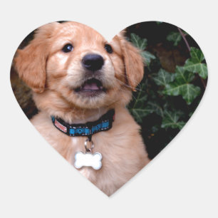 Golden Retriever Puppy Hart Sticker