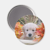 Golden Retriever Puppy Herfstscène Magneet (Voorkant / Achterkant)