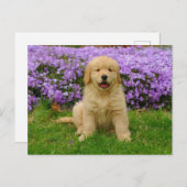 Golden Retriever Puppy in bed of Lavender Phlox Briefkaart (Voorkant / Achterkant)