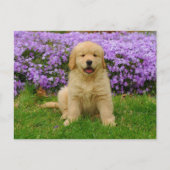 Golden Retriever Puppy in bed of Lavender Phlox Briefkaart (Voorkant)