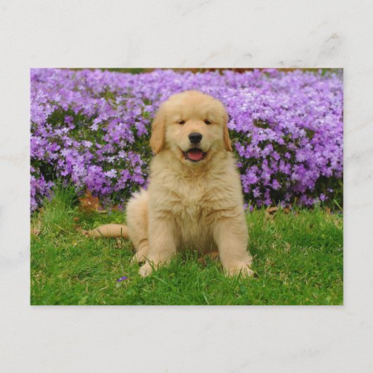 Golden Retriever Puppy in bed of Lavender Phlox Briefkaart (Voorkant)