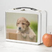 Golden Retriever Puppy in Box (In situ)