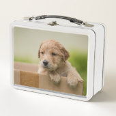Golden Retriever Puppy in Box (Voorkant)