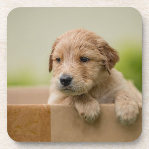 Golden Retriever Puppy in Box Bier Onderzetter