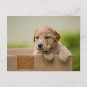 Golden Retriever Puppy in Box Briefkaart