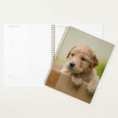 Golden Retriever Puppy in Box Planner (Display)