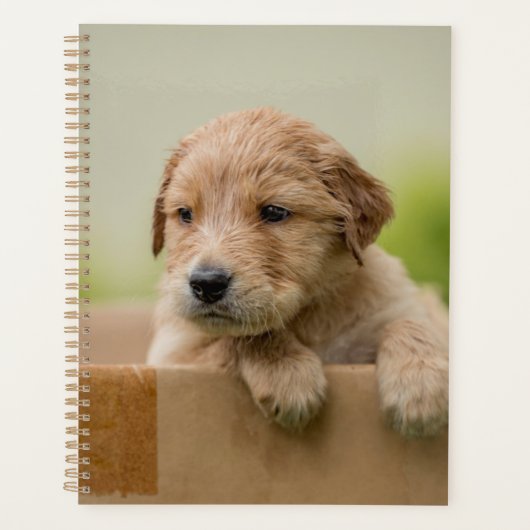 Golden Retriever Puppy in Box Planner (Voorkant)