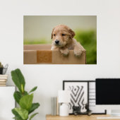 Golden Retriever Puppy in Box Poster (Thuiskantoor)