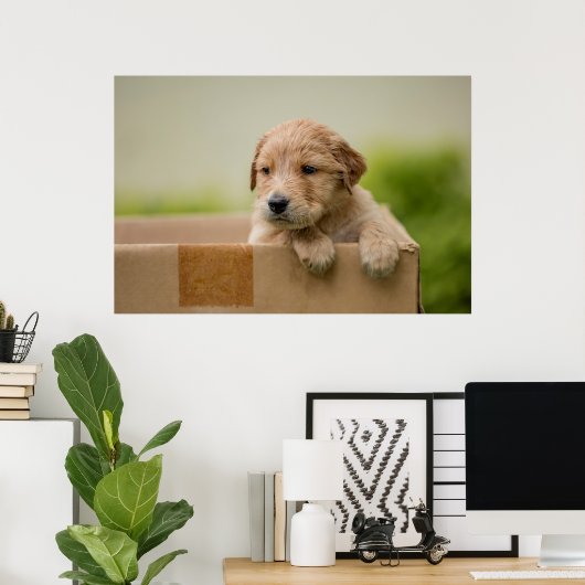 Golden Retriever Puppy in Box Poster (Thuiskantoor)