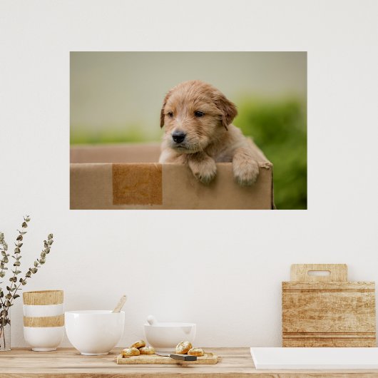 Golden Retriever Puppy in Box Poster (Keuken)