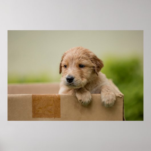 Golden Retriever Puppy in Box Poster (Voorkant)