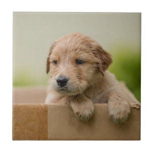 Golden Retriever Puppy in Box Tegeltje