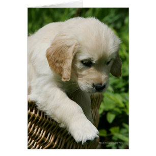 Golden Retriever Puppy in mandje