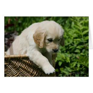 Golden Retriever Puppy in mandje