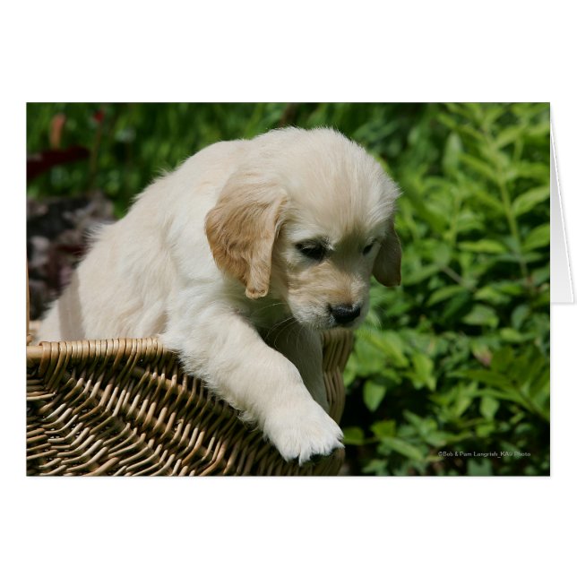 Golden Retriever Puppy in mandje (Voorkant Horizontaal)