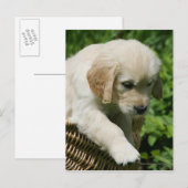 Golden Retriever Puppy in mandje Briefkaart (Voorkant / Achterkant)
