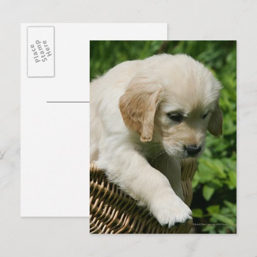 Golden Retriever Puppy in mandje Briefkaart (Voorkant / Achterkant)