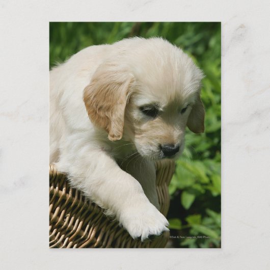 Golden Retriever Puppy in mandje Briefkaart (Voorkant)