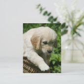 Golden Retriever Puppy in mandje Briefkaart (Staand voorkant)