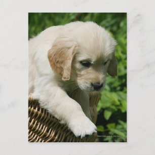 Golden Retriever Puppy in mandje Briefkaart