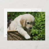 Golden Retriever Puppy in mandje Briefkaart (Voorkant / Achterkant)