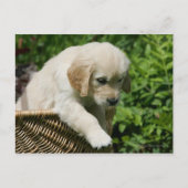 Golden Retriever Puppy in mandje Briefkaart (Voorkant)