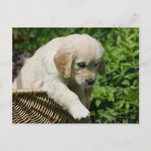 Golden Retriever Puppy in mandje Briefkaart (Voorkant)
