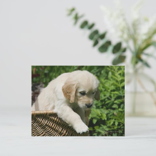 Golden Retriever Puppy in mandje Briefkaart (Staand voorkant)
