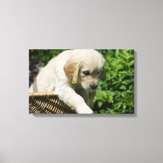 Golden Retriever Puppy in mandje Canvas Afdruk (Voorkant)